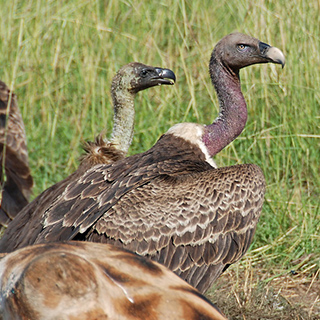 Murchison - Vultures